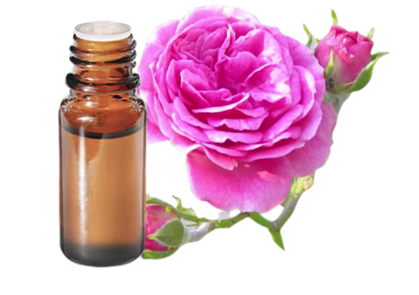 Rose de Damas